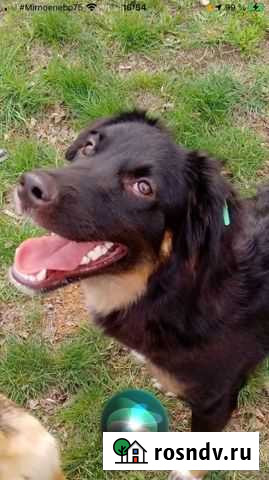 Собака Волжский - изображение 1