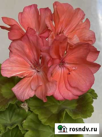 Герань сортовая Новосибирск - изображение 1