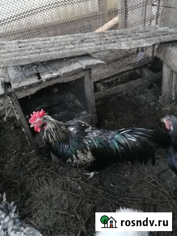 Петух Белореченск - изображение 1