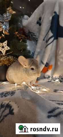 Шиншилла Самара - изображение 1