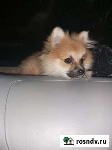 Шпиц кобель Челябинск - изображение 1