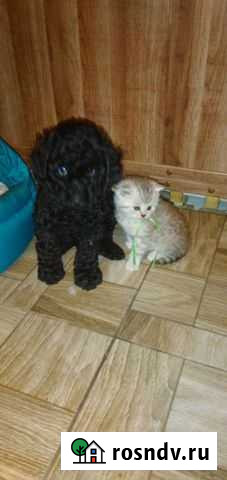 Карликовый пудель,малыши Липецк - изображение 1