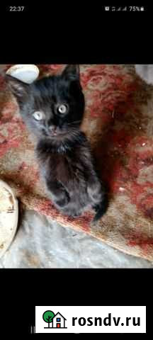 Котята Лиски - изображение 1