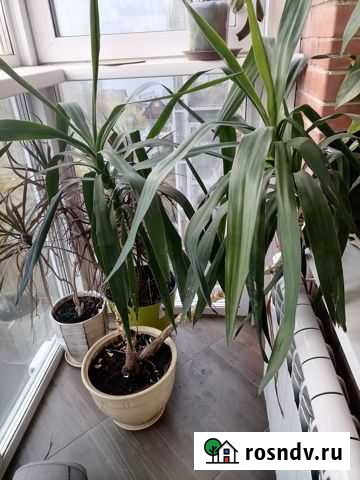 Юкка Иркутск - изображение 1