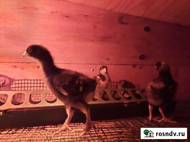 Куры и цыплята Мехеленской кукушки (малин) Сочи - изображение 1