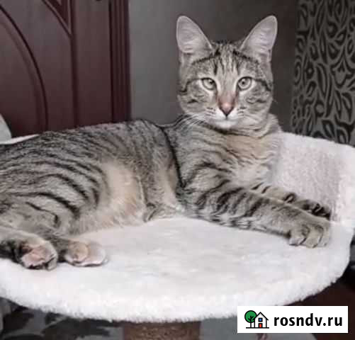 Кошка Омск - изображение 1