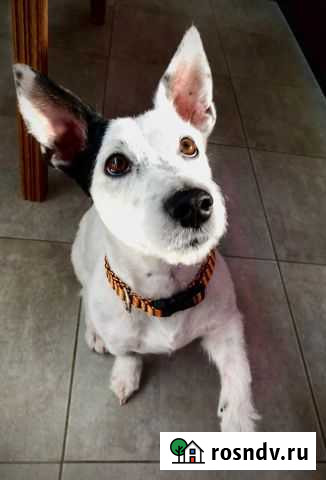 Вязка Джек Рассел Симферополь - изображение 1