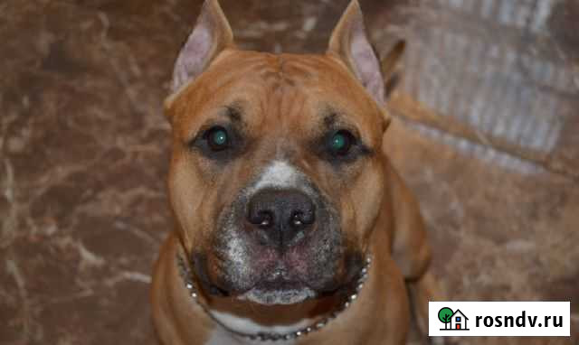 Кобель для вязки Севастополь - изображение 1