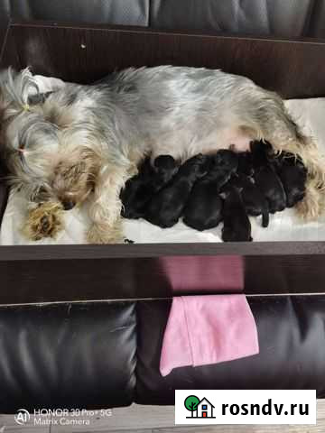 Собаки Ленинск-Кузнецкий - изображение 1