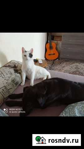 Кот в добрые руки Казань - изображение 1