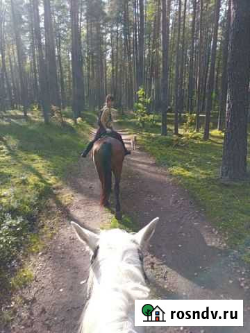 Прогулка верхом по лесу Идрица - изображение 1