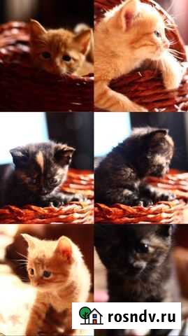 Кошка Ртищево - изображение 1