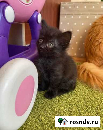 Котенок Кокос смесь пород Нижний Новгород - изображение 1