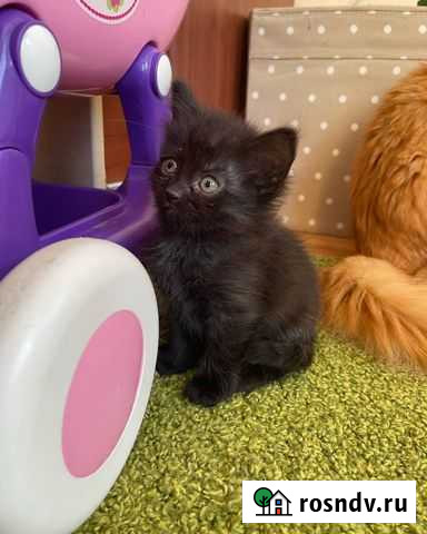 Котенок Кокос смесь пород Нижний Новгород - изображение 1