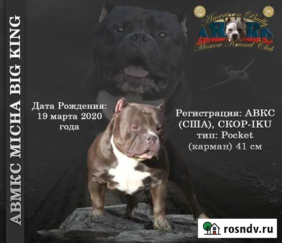Предлагается для вязок Кобель Американского Булли Серпухов - изображение 1