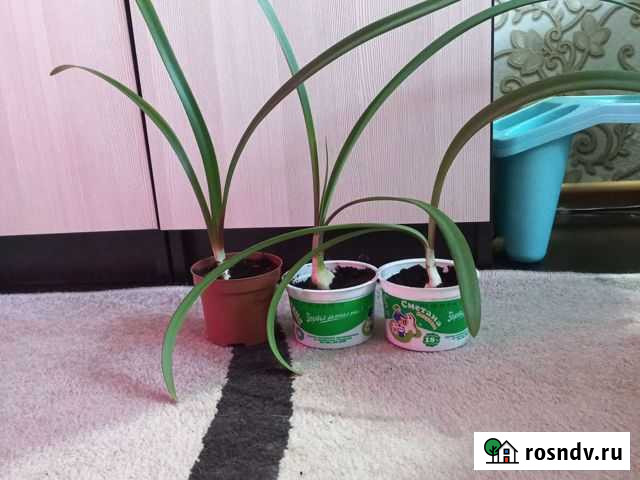 Гиппиаструм красный Киров - изображение 1