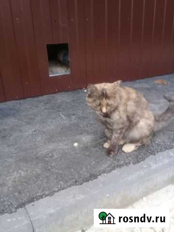 Кошка мышеловка ищет дом Пенза - изображение 1