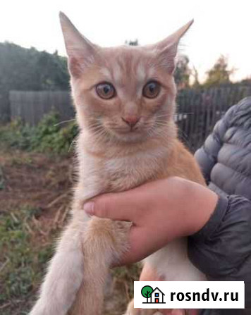 Котенок мальчик Бийск - изображение 1