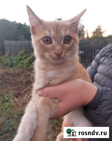 Котенок мальчик Бийск - изображение 1