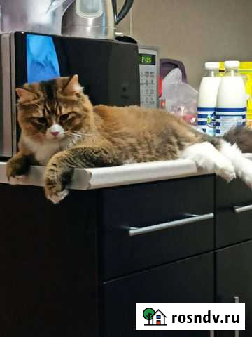 Кот Щёлково - изображение 1