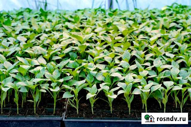 Шикарное удобрение для сада и огорода Тольятти - изображение 1