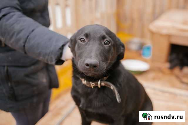 Щенки в добрые руки Ульяновск - изображение 1