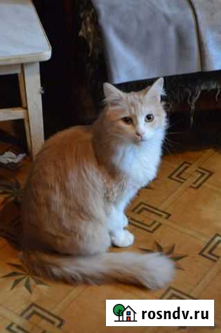 Отдам кота в добрые руки Ульяновск - изображение 1