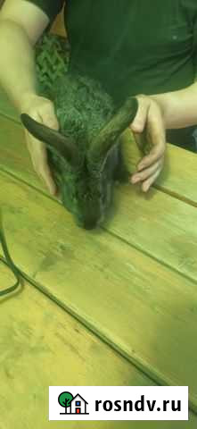 Продаются кролики породы шиншилла Землянск - изображение 1