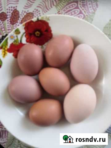 Домашние куриные яйца Канск - изображение 1