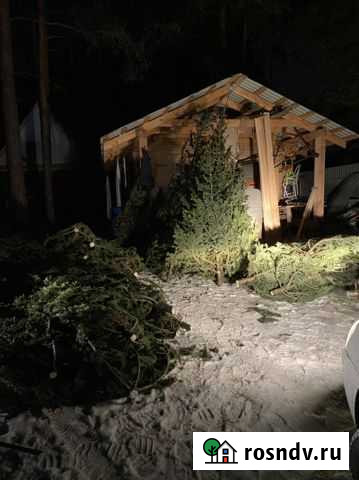 Пихта сибирская новогодняя Тюмень - изображение 1