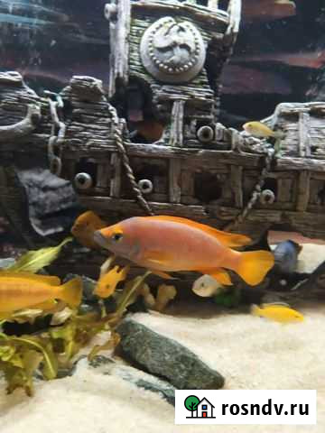 Лампрологус лелиупи (апельсиновый).цихлиды Видное - изображение 1