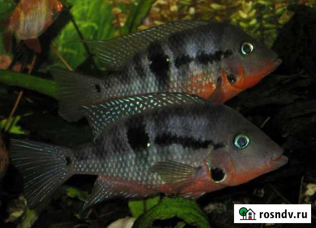 Цихлазома меека Островцы - изображение 1