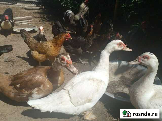 Индоутки Нижний Новгород - изображение 1