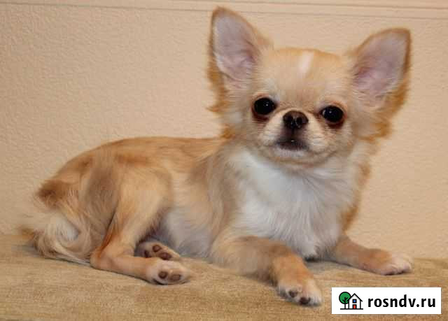 Чихуахуа мини девочка Киров - изображение 1