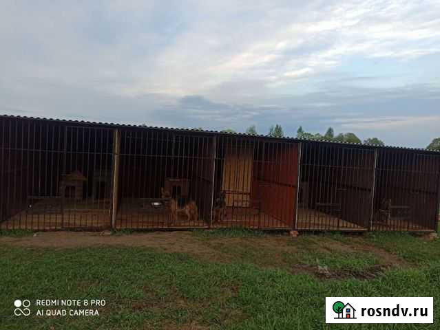 Передержка собак Судогда - изображение 1