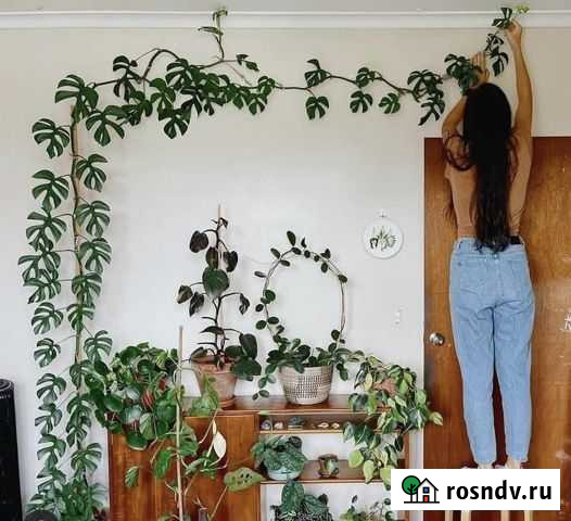 Озеленение квартиры или офиса Пермь - изображение 1