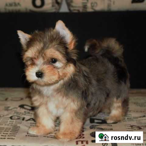 Редкого окраса Блю мерле, цветной йорк Самара - изображение 1