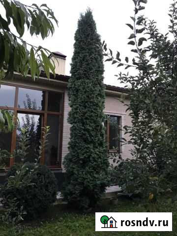 Туя Кенже - изображение 1