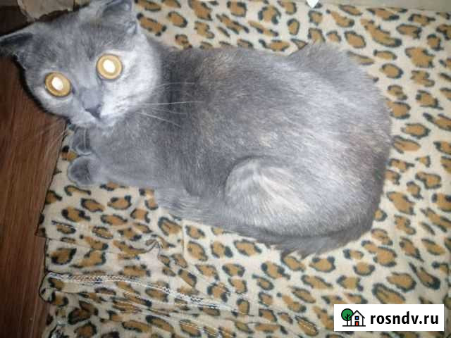 Шотландская вислоухая кошка Ангарск - изображение 1