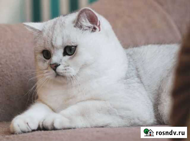 Вязка с котом Калуга - изображение 1