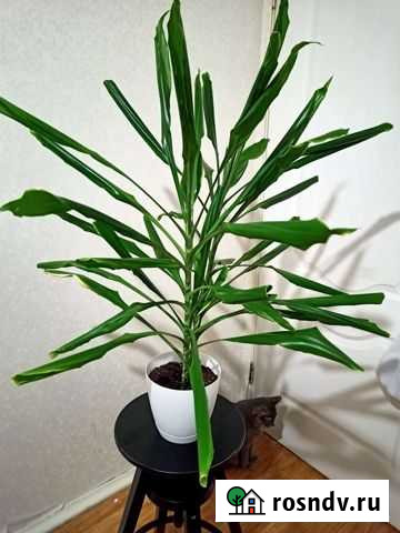 Драцена душистая Ижевск - изображение 1