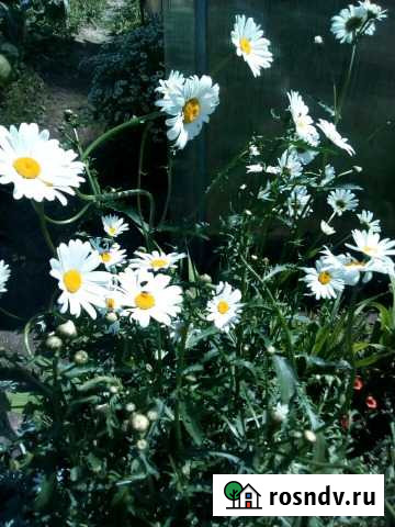 Ромашки разные Калуга - изображение 1