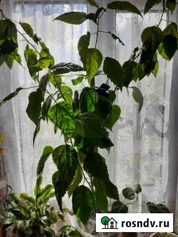 Гибискус- китайская роза Курск - изображение 1