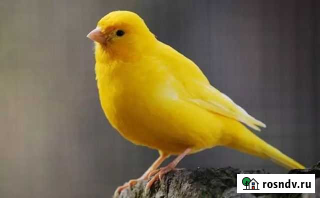 Канарейка кенор Майкоп - изображение 1