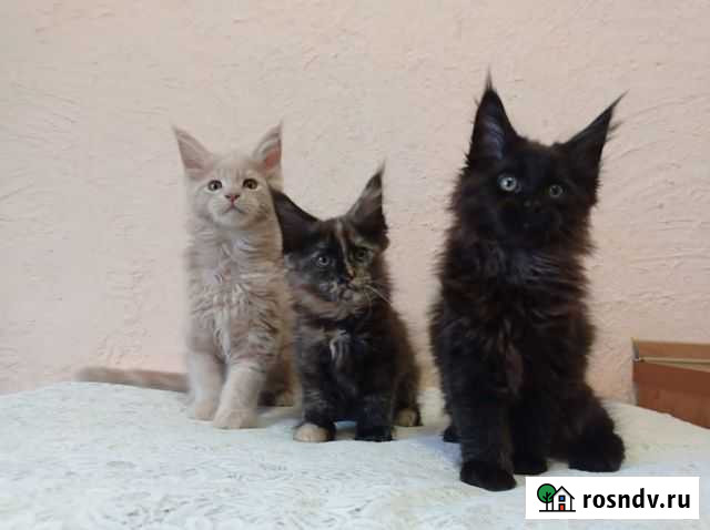 Котята мейн-кун Новосибирск - изображение 1