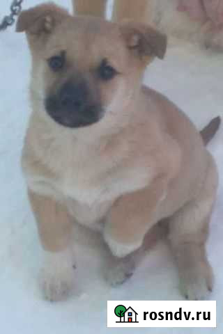 Собаки Черноморское - изображение 1