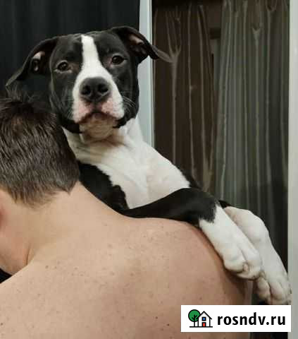 Стаффордширский терьер Сочи - изображение 1