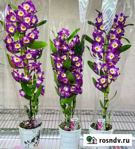 Дендробиум Симферополь - изображение 1
