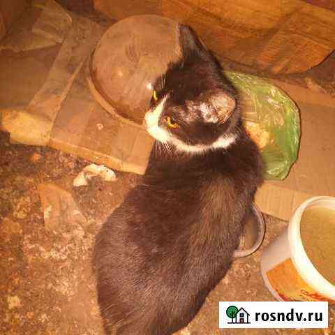 Котенок в добрые руки бесплатно Саратов