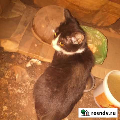 Котенок в добрые руки бесплатно Саратов - изображение 1